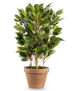 Kunstig Fikus Exotica i Potte 45 cm