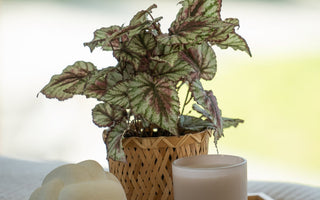 Hva betyr merkene vi bruker på kunstige planter hos ambiplants?