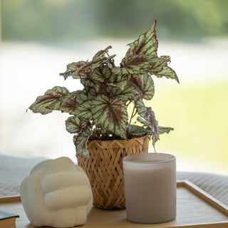 Hva betyr merkene vi bruker på kunstige planter hos ambiplants?