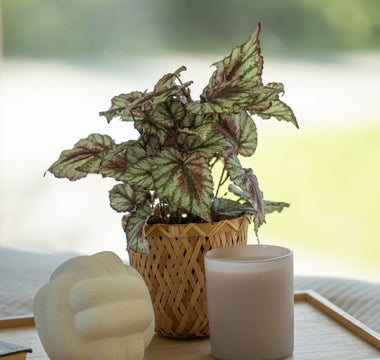 Hva betyr merkene vi bruker på kunstige planter hos ambiplants?