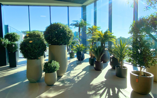 Utforsk Black Week-tilbudene på kunstige planter og blomster - ambiplants.no