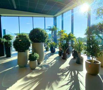 Utforsk Black Week-tilbudene på kunstige planter og blomster - ambiplants.no