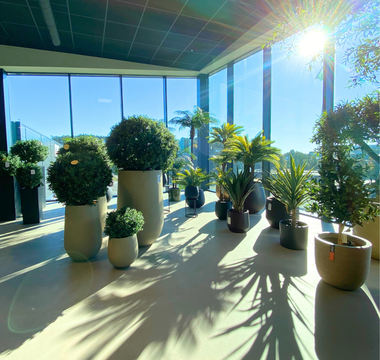 Utforsk Black Week-tilbudene på kunstige planter og blomster - ambiplants.no