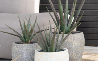 Hage for alle perfekt for både nybegynnere og erfarne