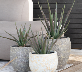 Hage for alle perfekt for både nybegynnere og erfarne