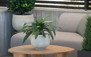 Lettstelte planter