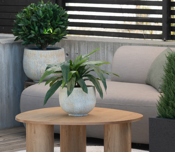 Lettstelte planter