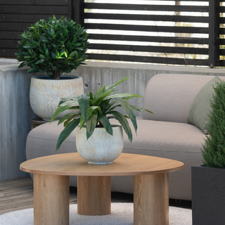 Lettstelte planter