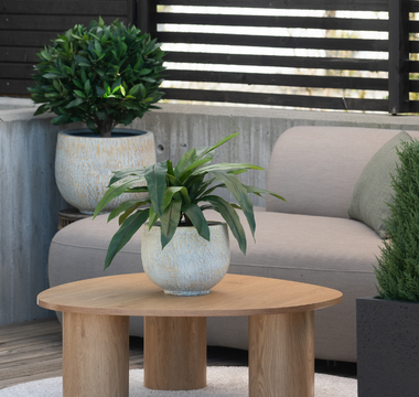 Lettstelte planter