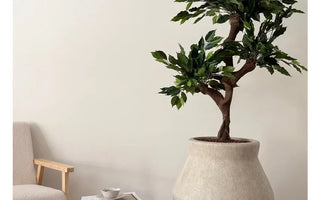 Ut med juletreet – inn med grønne planter og trær for hele året rundt