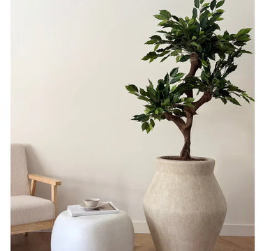 Ut med juletreet – inn med grønne planter og trær for hele året rundt