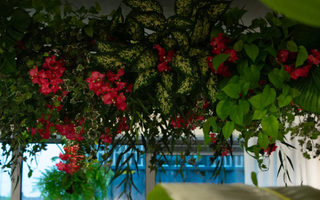 Black week hos ambiplants - Dagstilbudene du ikke vil gå glipp av