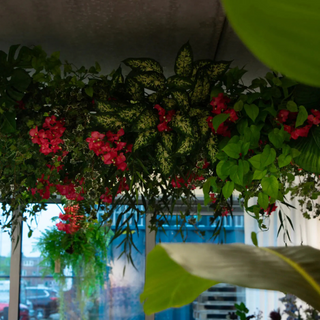 Black week hos ambiplants - Dagstilbudene du ikke vil gå glipp av