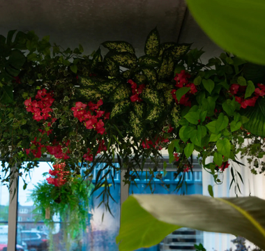 Black week hos ambiplants - Dagstilbudene du ikke vil gå glipp av