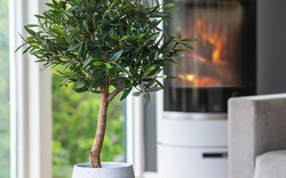 ambiplants_7002