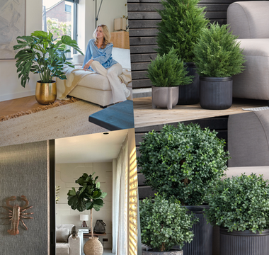 Skap en imponerende entré med barvekster fra ambiplants.no