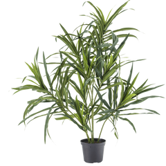 Dracaena