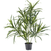 Dracaena