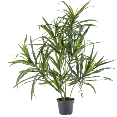 Dracaena