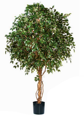 Store trær 300 cm +