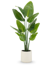 Plante inkludert potte