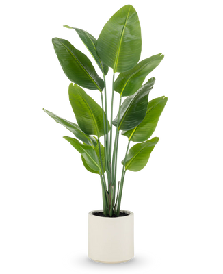 Plante inkludert potte