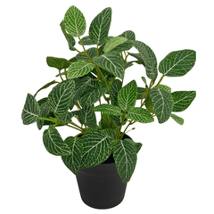 Potteplanter