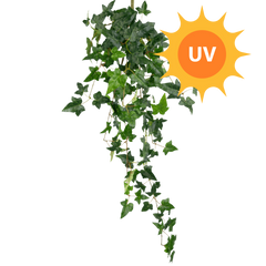 Hengeplanter