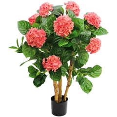Hortensia