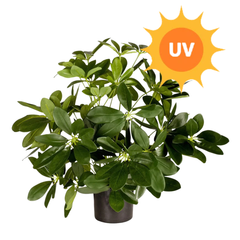 Kunstige planter