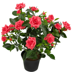 Blomsterplanter