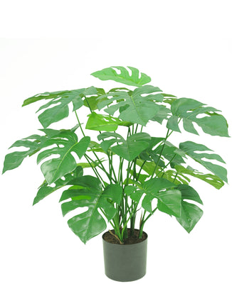 Monstera