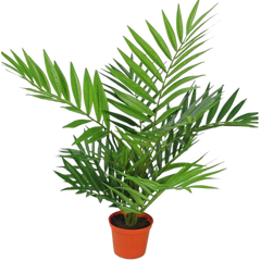 Grønne planter