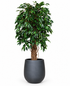 Kunstig Fikus Liana 120cm m/ Mørk potte