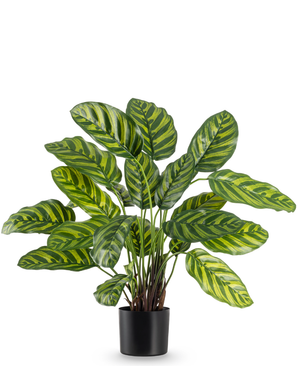 Kunstig Calathea Makoyana 60cm