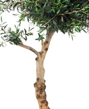 Kunstig Oliventre ¨Amalfi¨ Unik 225 cm