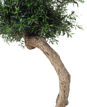 Kunstig Oliventre ¨Riviera¨ Unik 190 cm