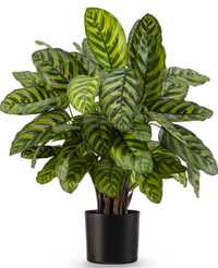 Kunstig Calathea Makoyana Fyldig 75cm