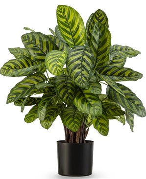 Kunstig Calathea Makoyana Fyldig 75cm