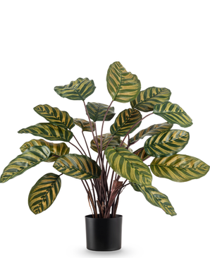 Kunstig Calathea Makoyana Burgunder 60cm