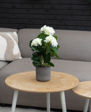 Kunstig Hortensia Deluxe Kremhvit UV 35 cm