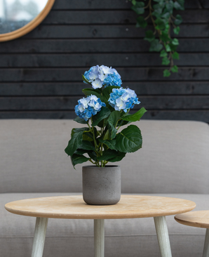 Kunstig Hortensia Deluxe Blå UV 35 cm