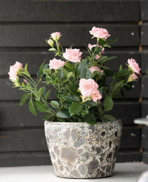 Kunstig Rosebusk Lys Rosa UV i Potte 35 cm