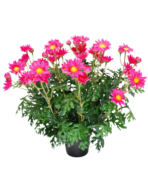 Kunstig Tusenfryd Rosa UV 31 cm