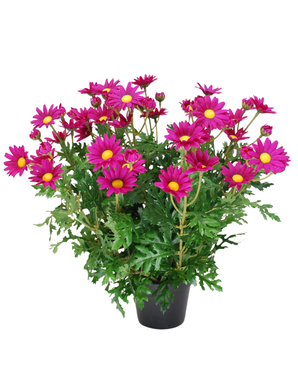 Kunstig Tusenfryd Lilla UV 31 cm