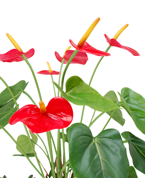 Kunstig Anthurium Plante Rød UV 53 cm