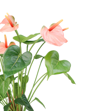 Kunstig Anthurium Korallrød UV 53 cm