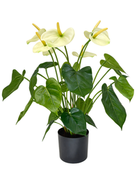 Kunstig Anthurium Kremhvit UV 53 cm