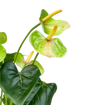 Kunstig Anthurium Grønn UV 53 cm