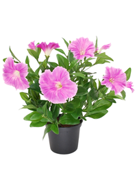Kunstig Petunia i Potte Lavendel UV 30 cm